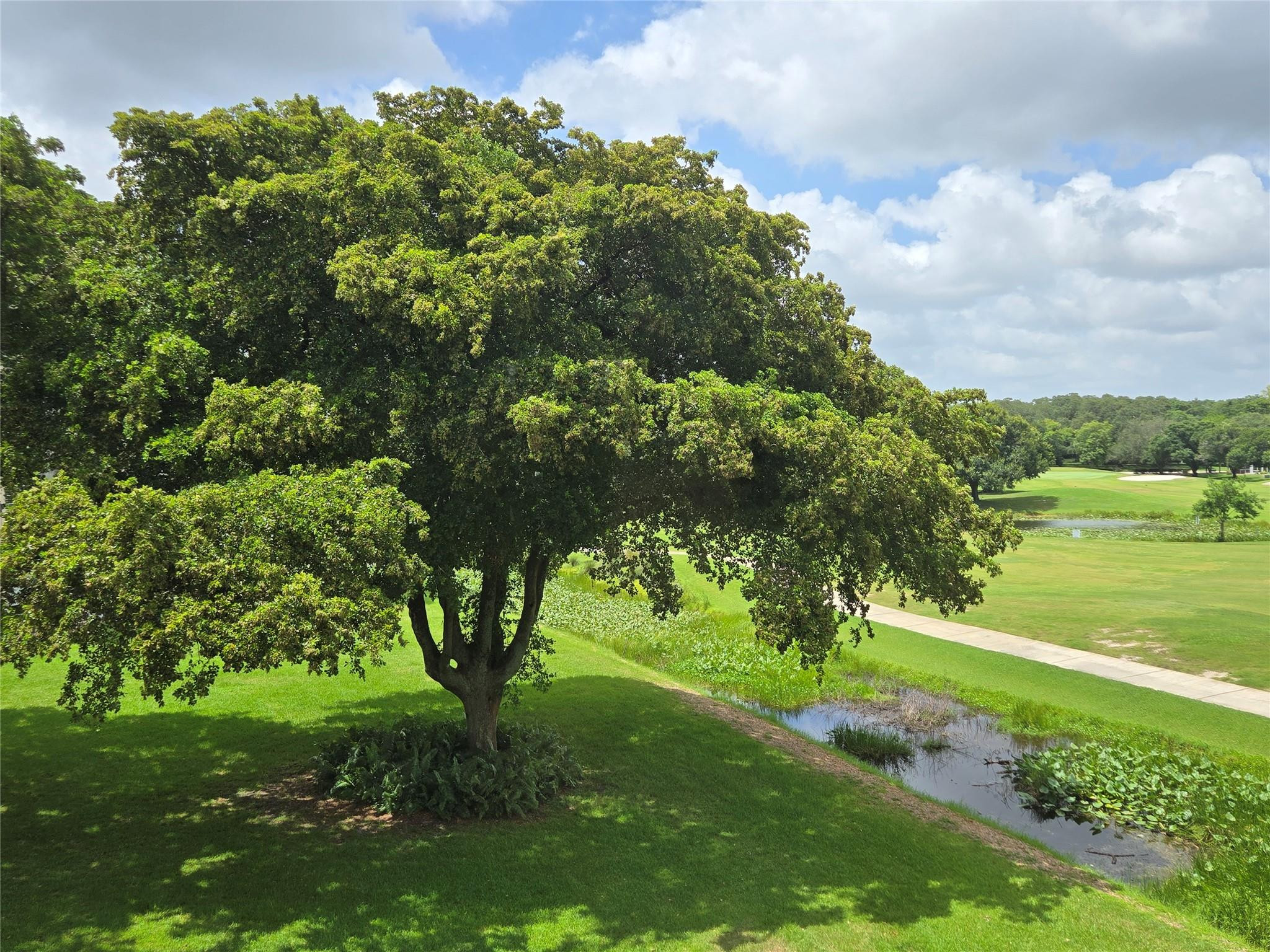 Orchid Tree - Residential