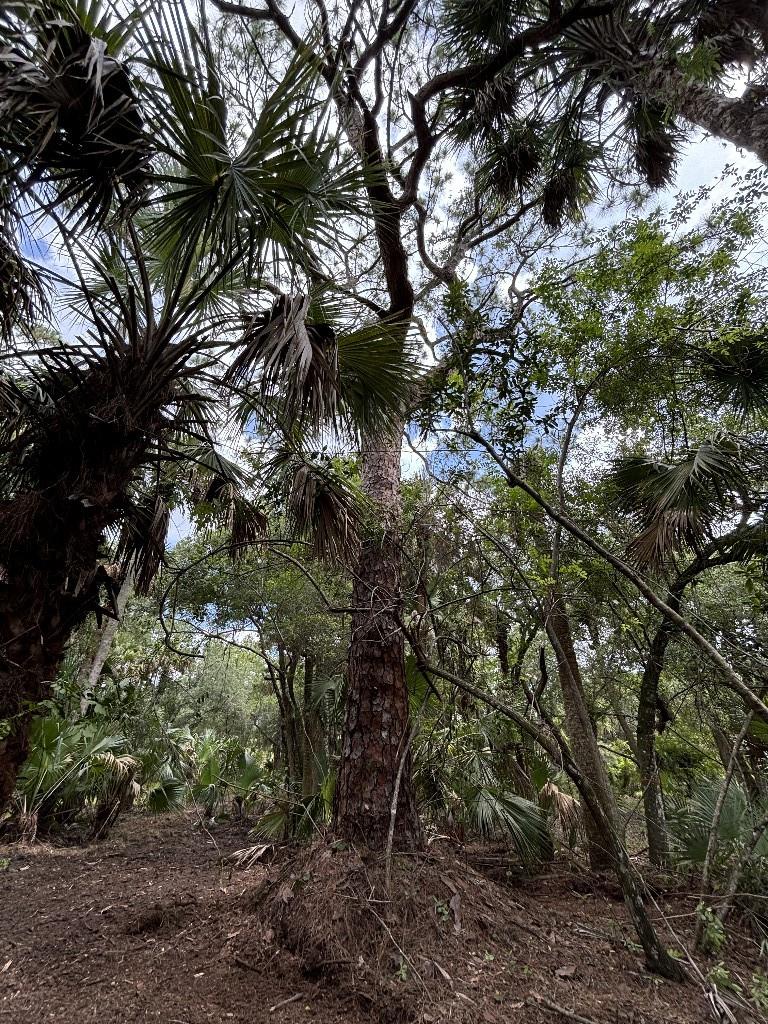 Palm City Farms - Land