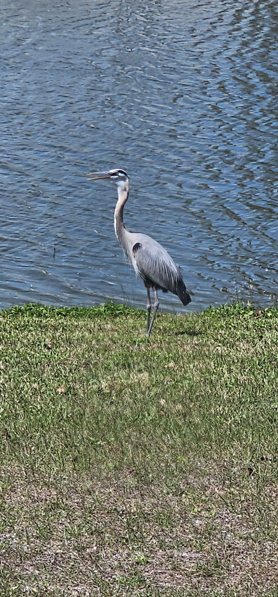 Spanish Lakes Golf Village - Residential