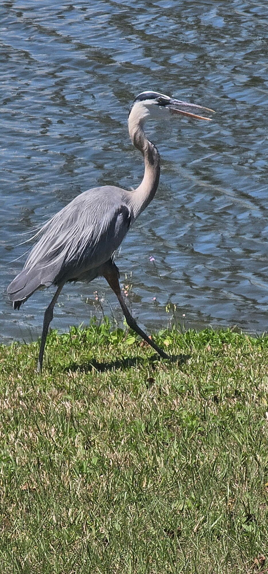 Spanish Lakes Golf Village - Residential