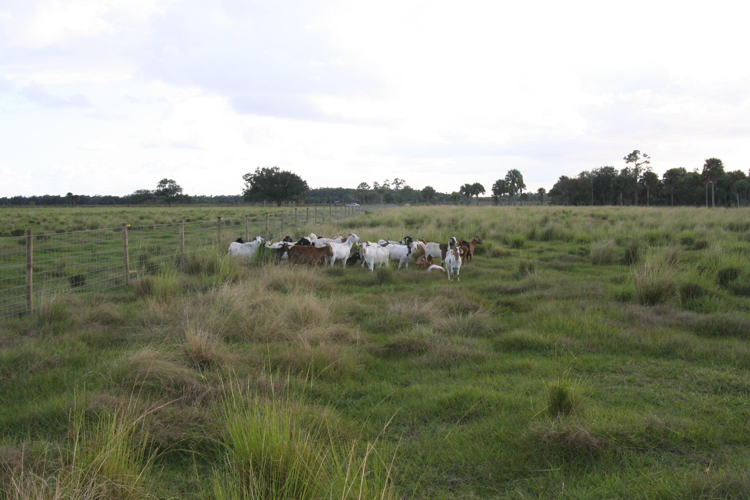 OWNER FINANCING:Don't miss this opportunity to own a 20+ acres, gorgeous Ranch in Martin County! Pick out a 1000 sq foot barn to add (for additional fee) and bring the horses, and cattle. So many possibilities when you invest in your own land. Take the kids to the ranch on the weekends, hold family bonfires and camping trips, or decide to take up cattle ranching! Invest in Land before inflation and the coming stock market potential crash!