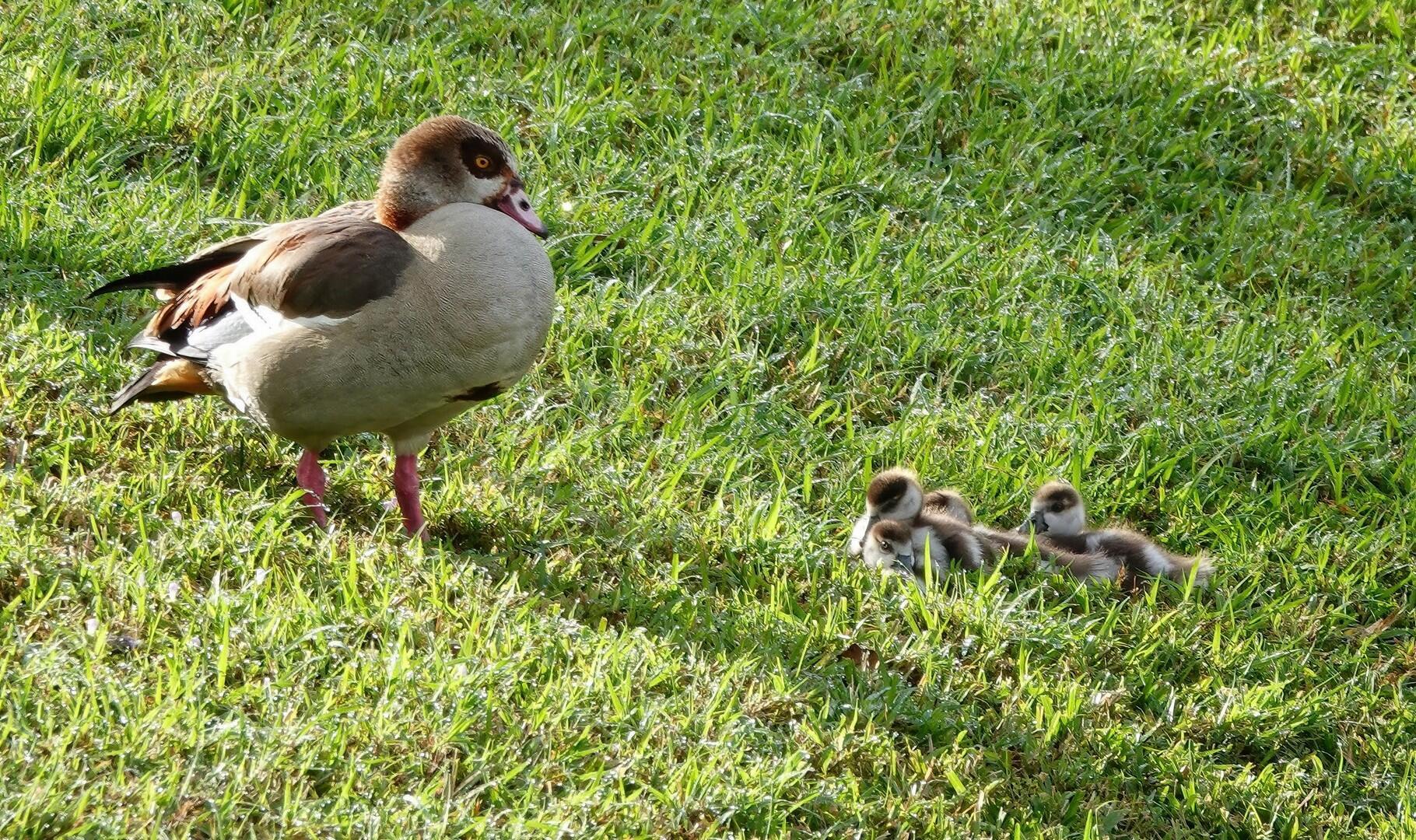 VERANO PUD NO. 1 PLAT NO. - Residential