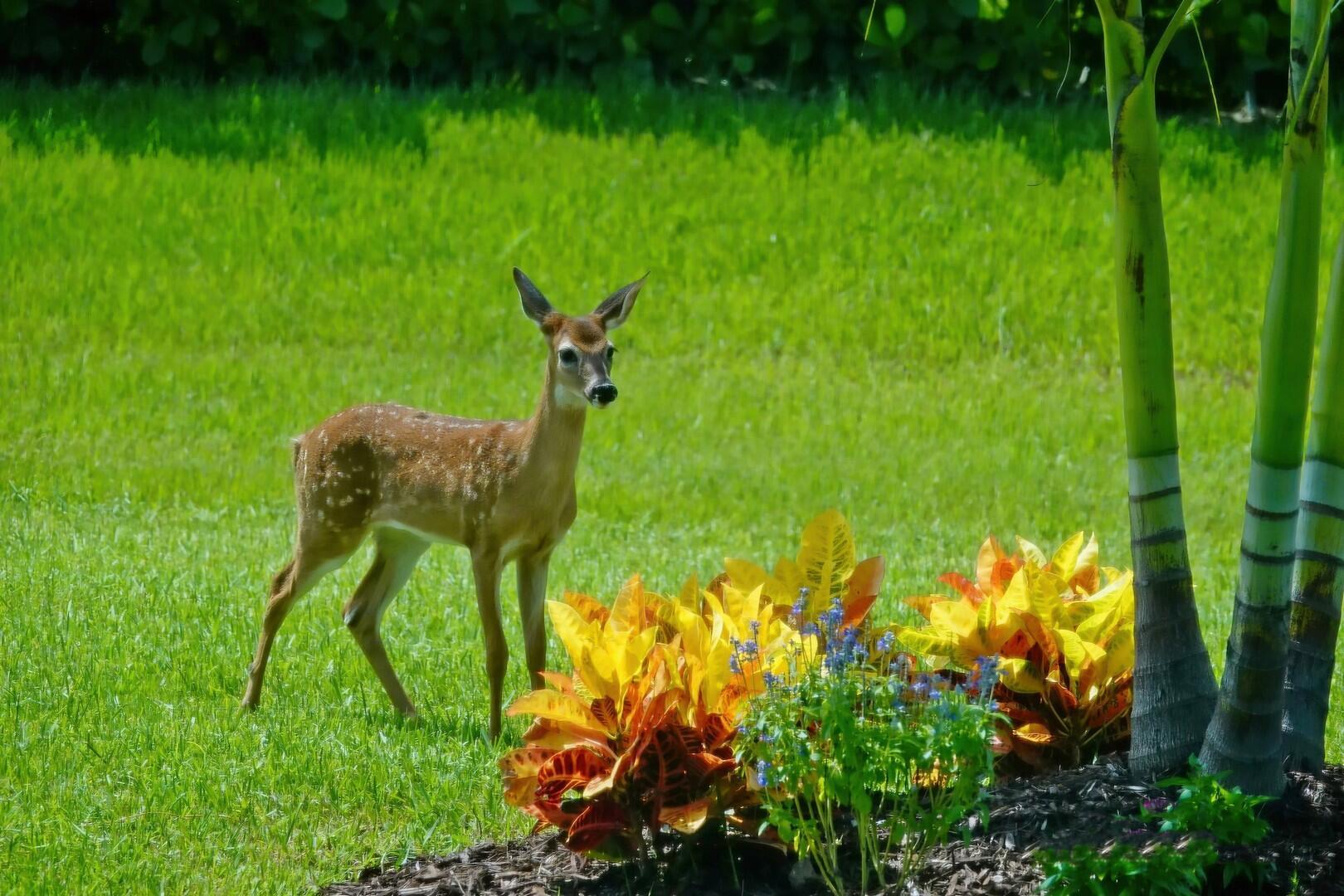 VERANO PUD NO. 1 PLAT NO. - Residential