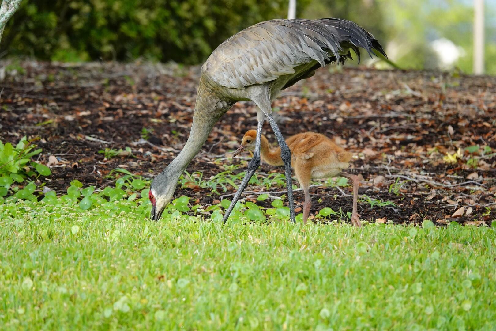 VERANO PUD NO. 1 PLAT NO. - Residential
