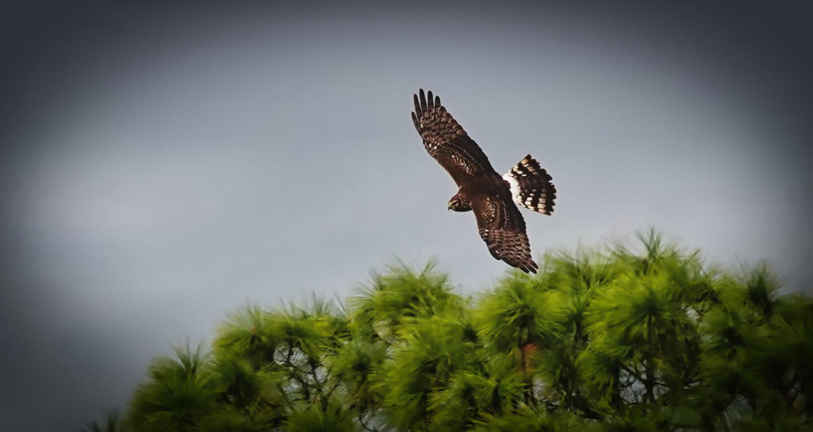 VERANO PUD NO. 1 PLAT NO. - Residential