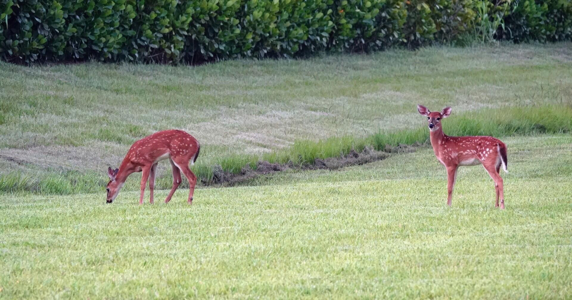 VERANO PUD NO. 1 PLAT NO. - Residential