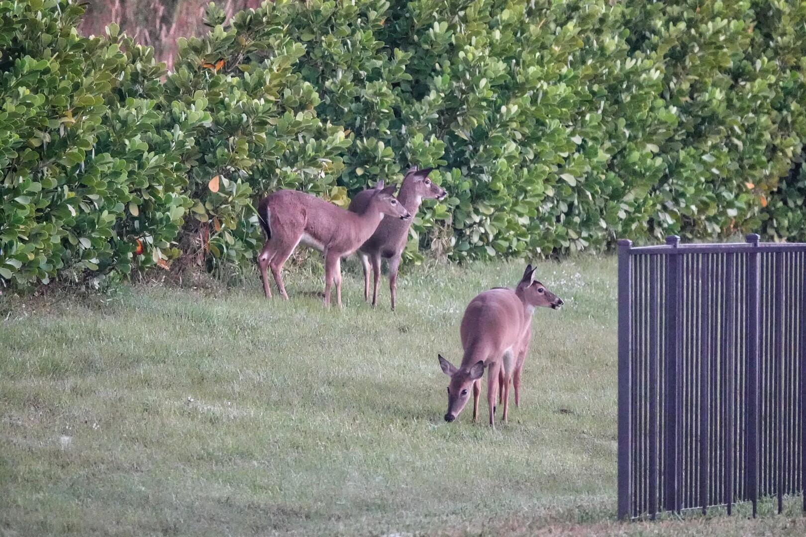 VERANO PUD NO. 1 PLAT NO. - Residential