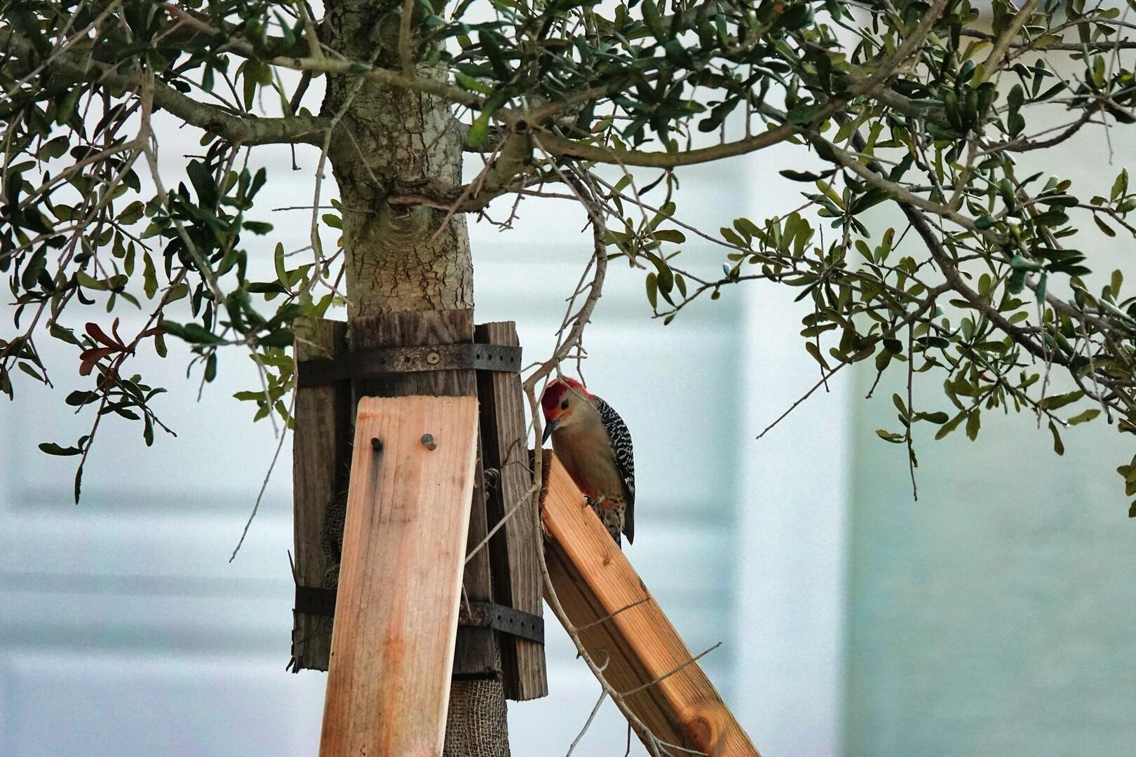 VERANO PUD NO. 1 PLAT NO. - Residential