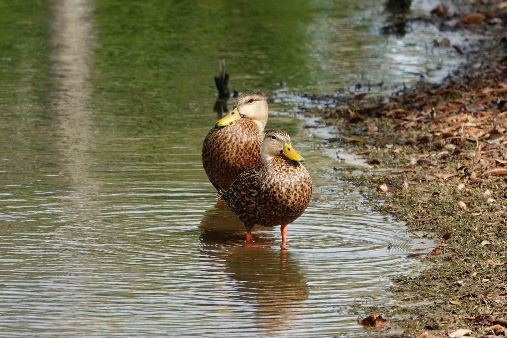 VERANO PUD NO. 1 PLAT NO. - Residential