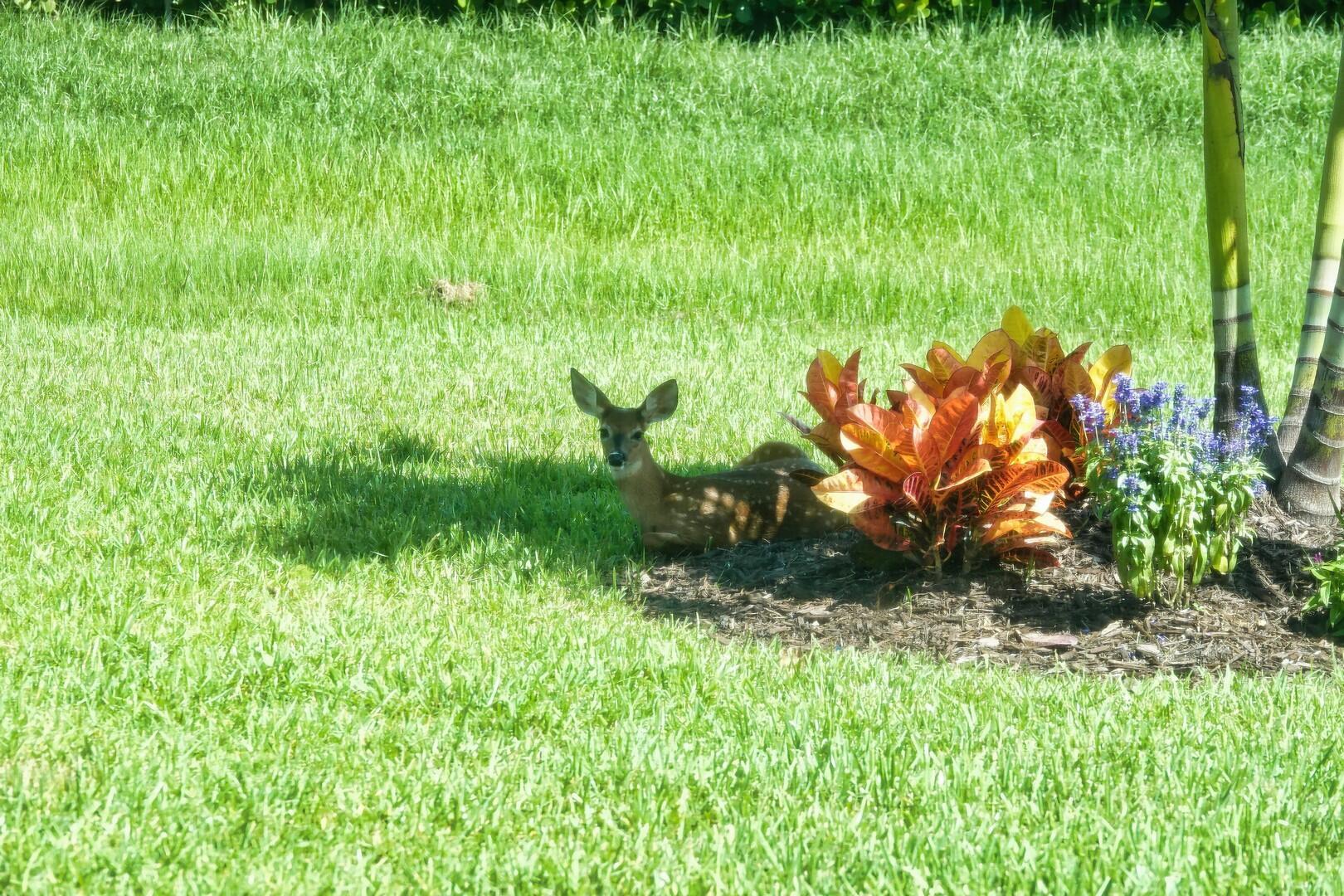 VERANO PUD NO. 1 PLAT NO. - Residential