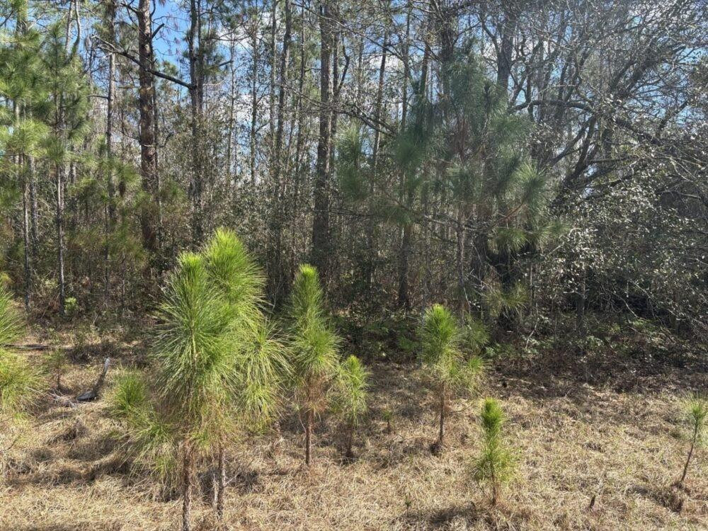 Opp31 Orlando Pines - Land