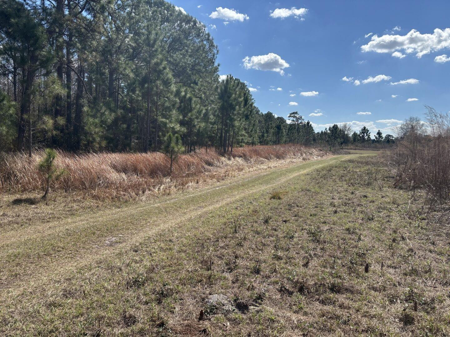 Opp31 Orlando Pines - Land