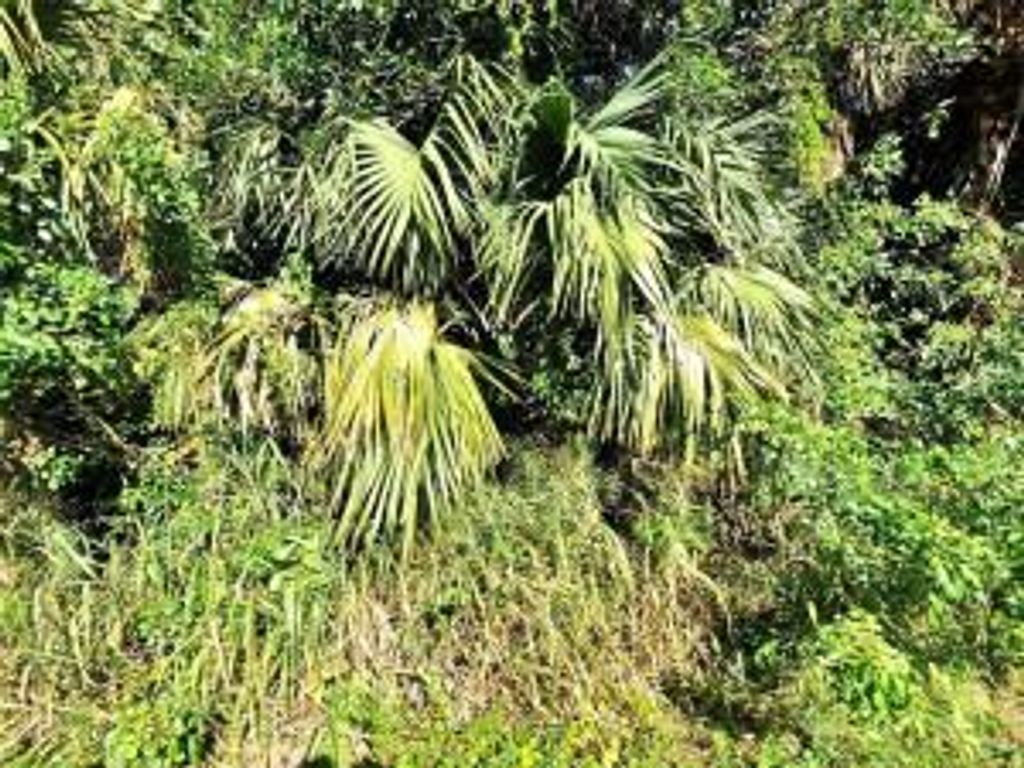 Photo of Tbd Rosarita Avenue, Fort Pierce, FL 34946 (MLS # R10759705)