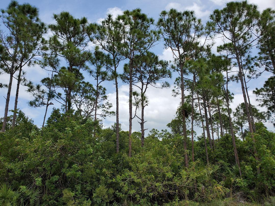 Wonderful place to build your dream home on this tree filled 1.16 acre property. Southwind Trail has beautiful estate homes in this quiet neighborhood North of Indrio Road. Survey and environmental study is completed and will be transferred to the buyer at closing. The property is located directly across the road from 5125 Southwind Trail. Minutes drive to the Atlantic ocean beaches, Fort Pierce Inlet, Vero Beach, shopping, and restaurants. Please call today today for additional information.