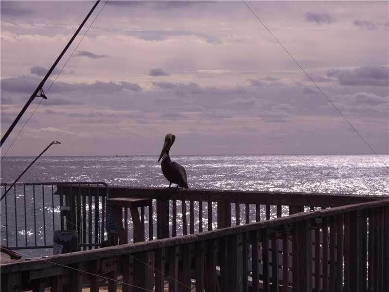 Ocean Monarch Condo - Residential Lease