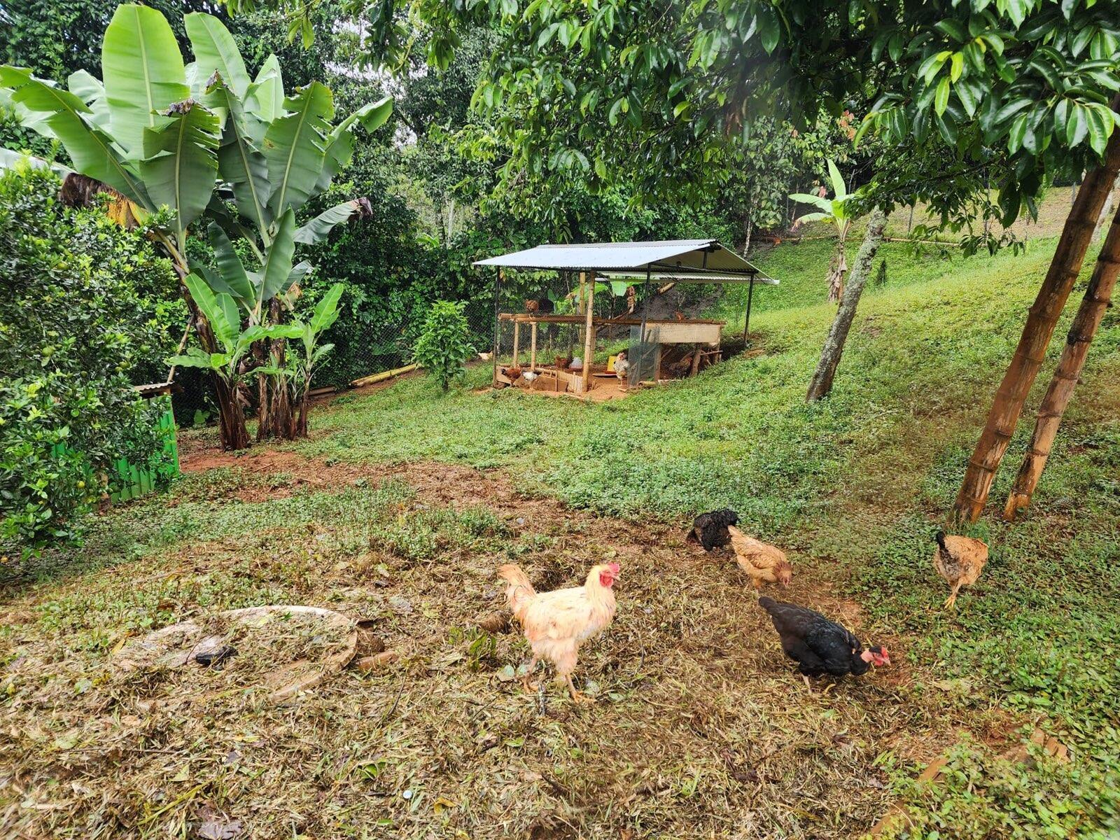 VEREDA EL LIMONAL - Residential