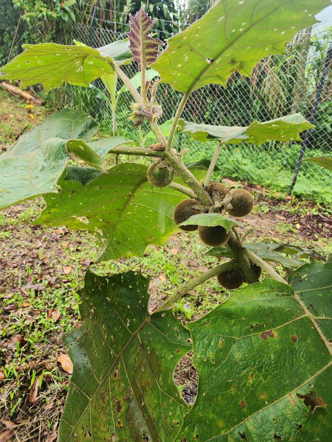 VEREDA EL LIMONAL - Residential