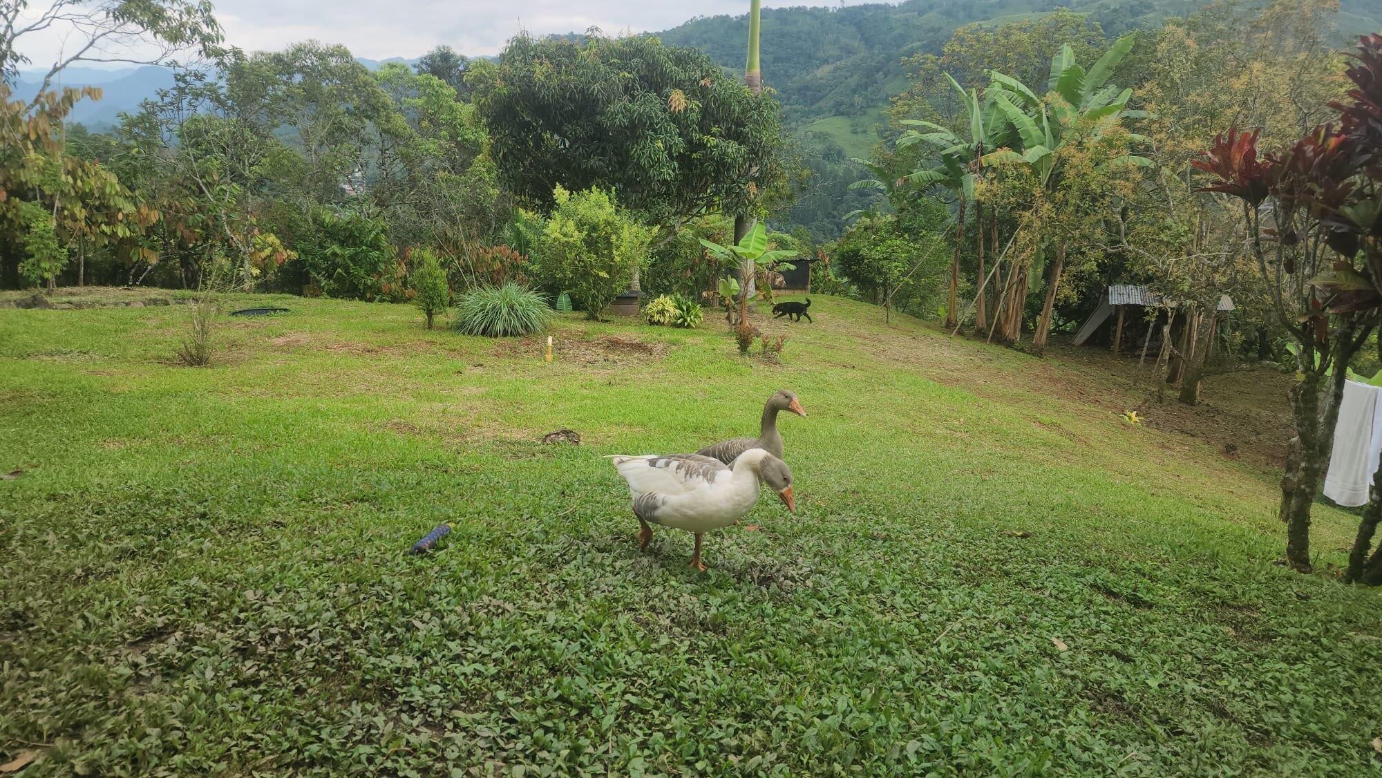 VEREDA EL LIMONAL - Residential