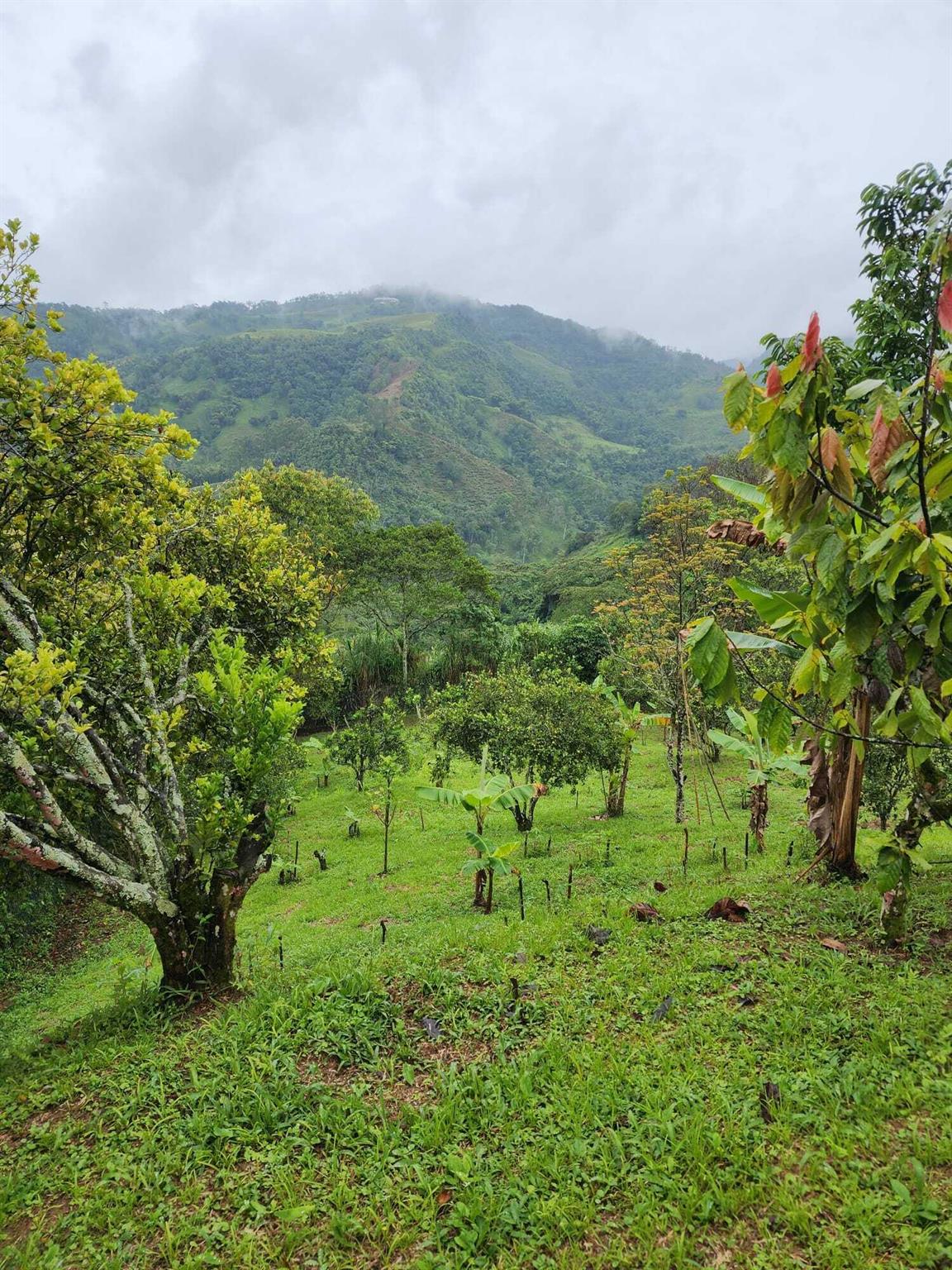 VEREDA EL LIMONAL - Residential