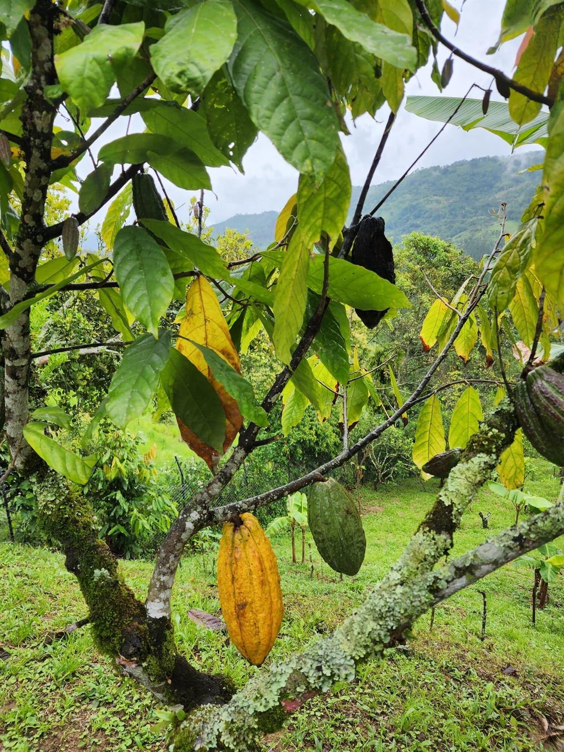 VEREDA EL LIMONAL - Residential