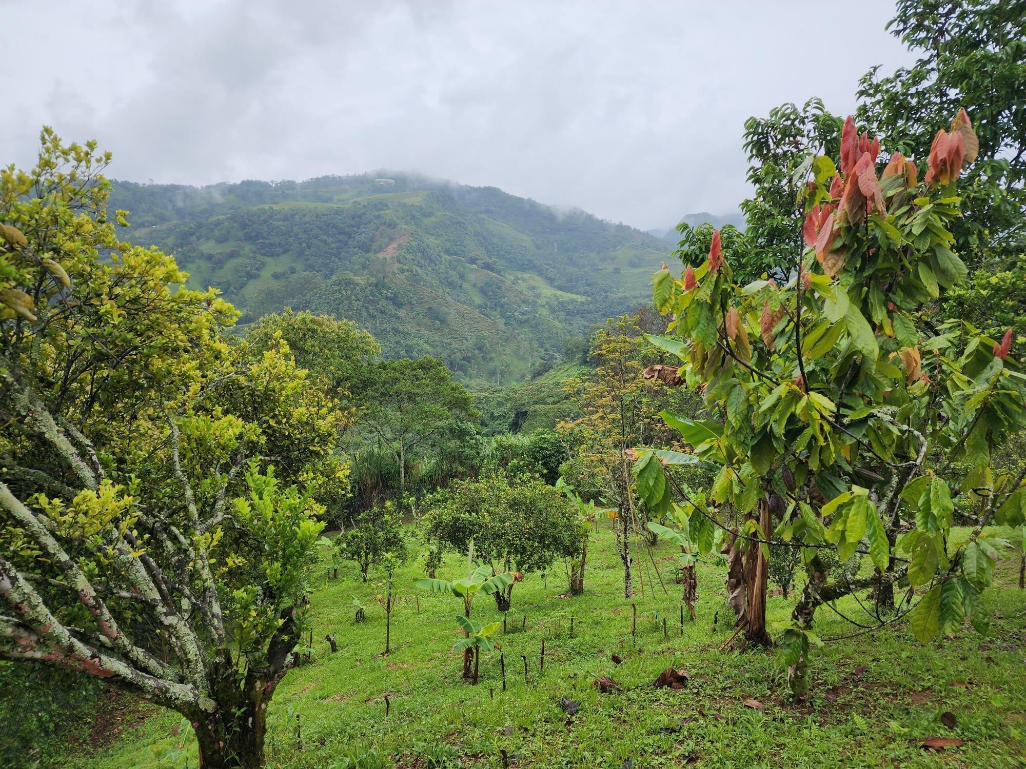 VEREDA EL LIMONAL - Residential