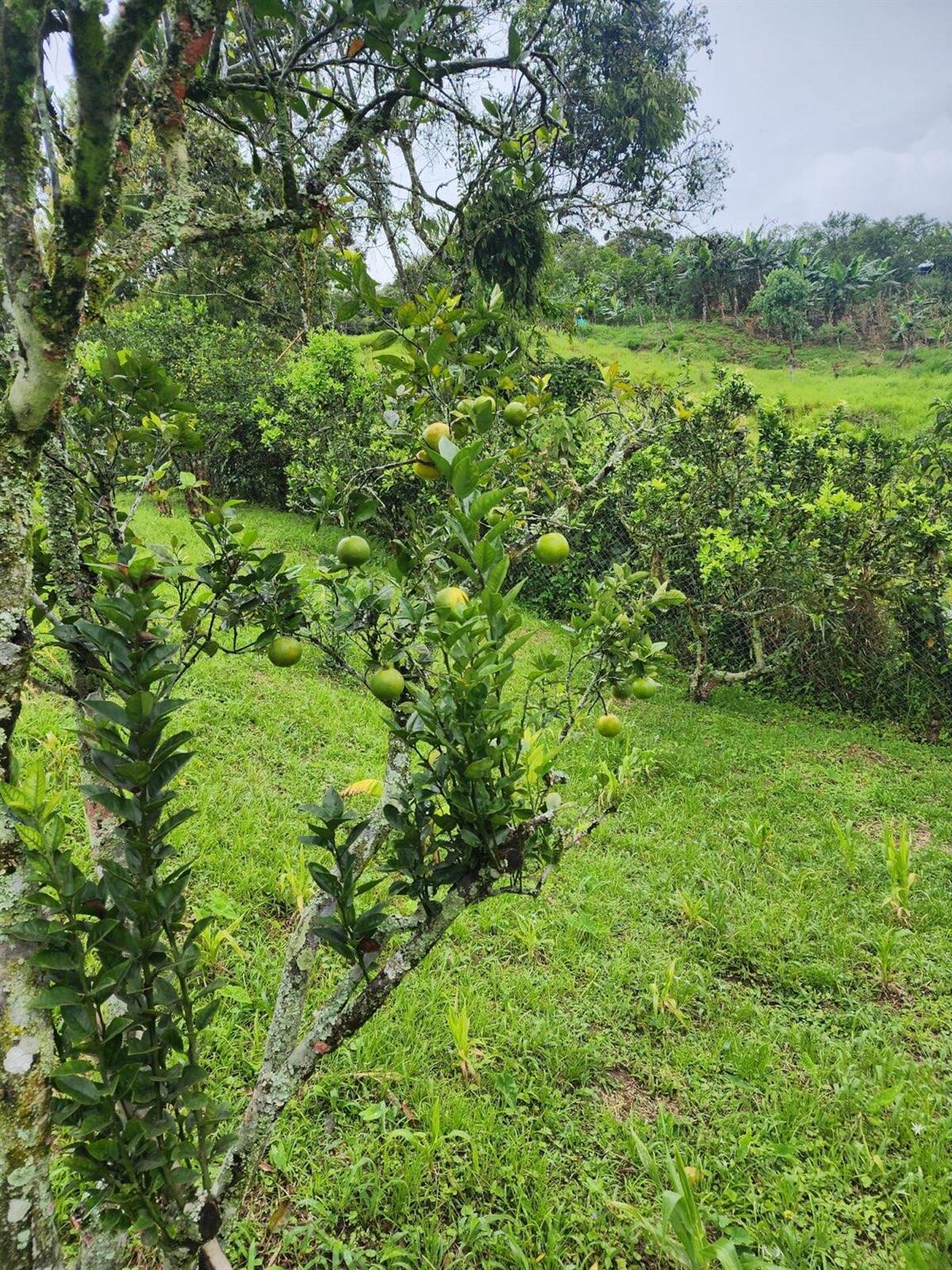 VEREDA EL LIMONAL - Residential