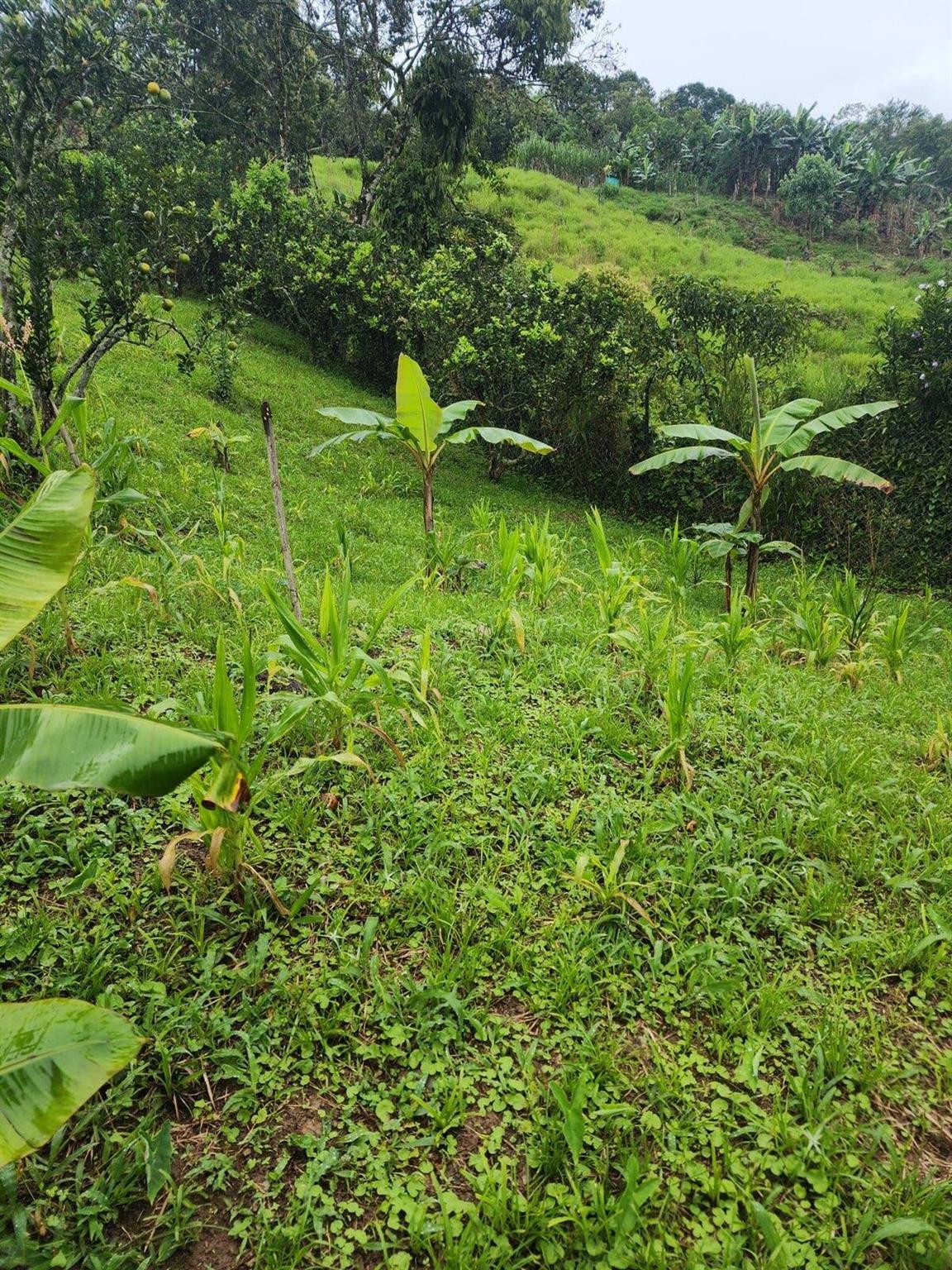 VEREDA EL LIMONAL - Residential