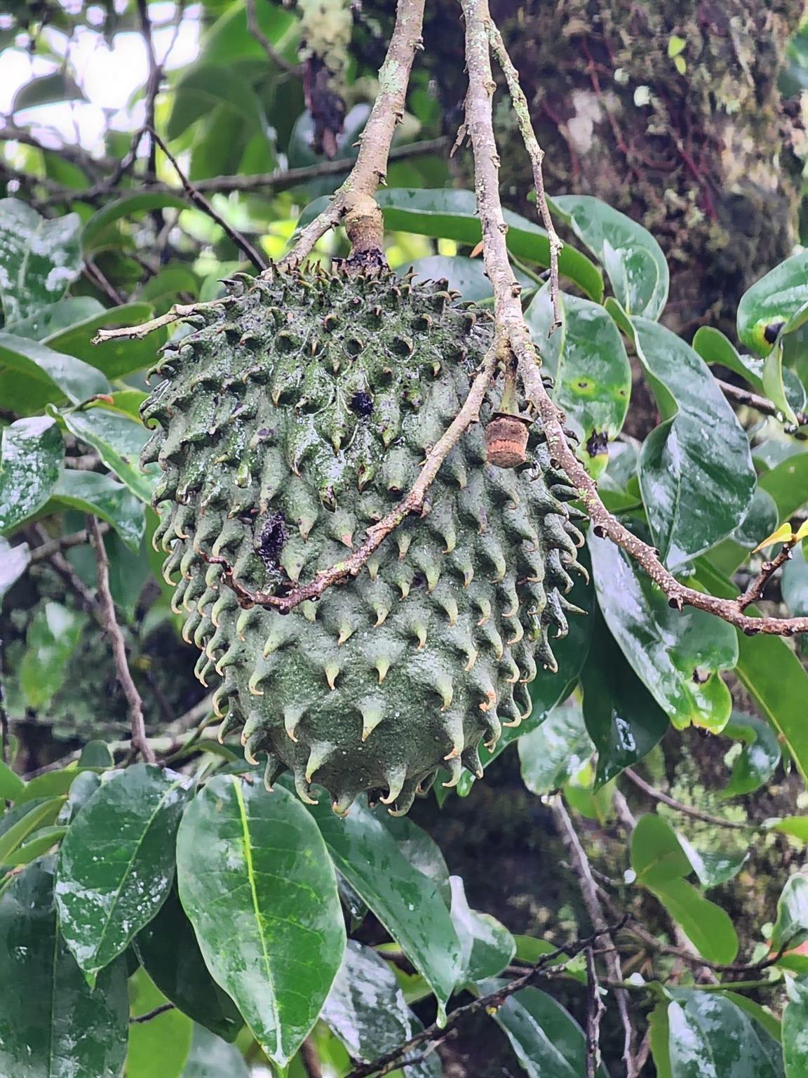 VEREDA EL LIMONAL - Residential