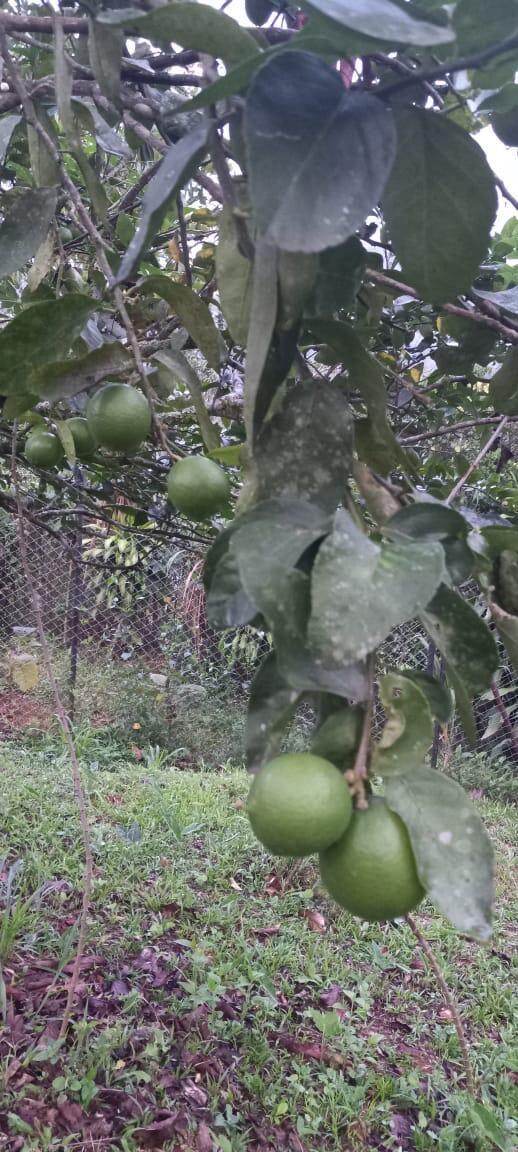 VEREDA EL LIMONAL - Residential