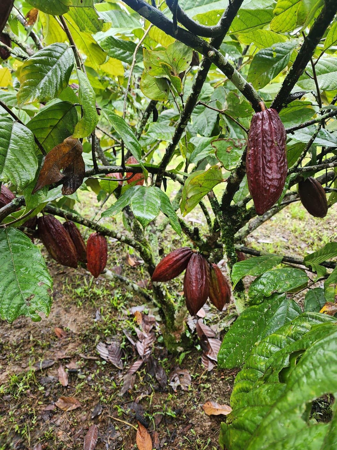 VEREDA EL LIMONAL - Residential