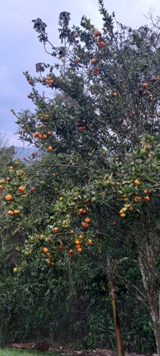 VEREDA EL LIMONAL - Residential