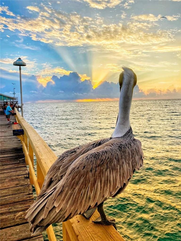 OCEAN MONARCH - Residential