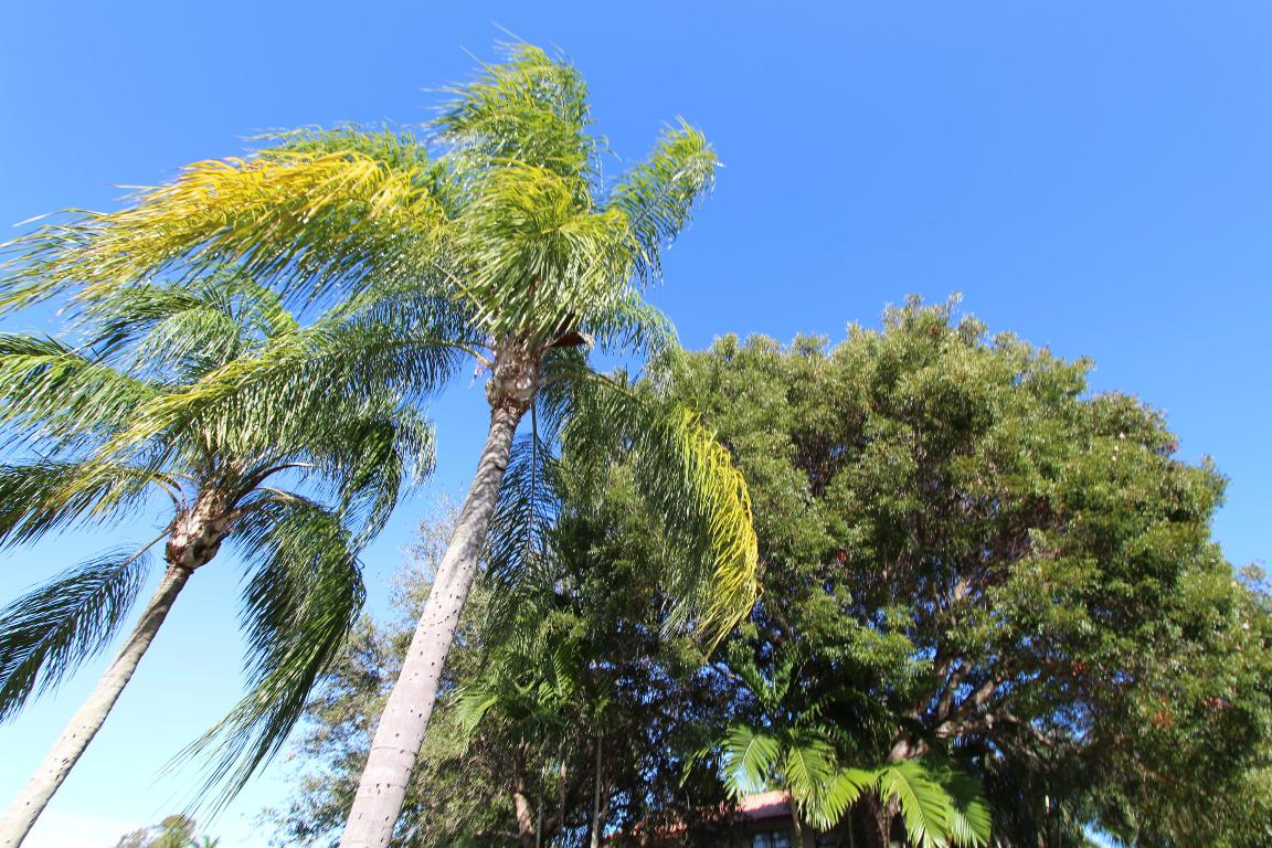 SUNFLOWER - Residential Lease