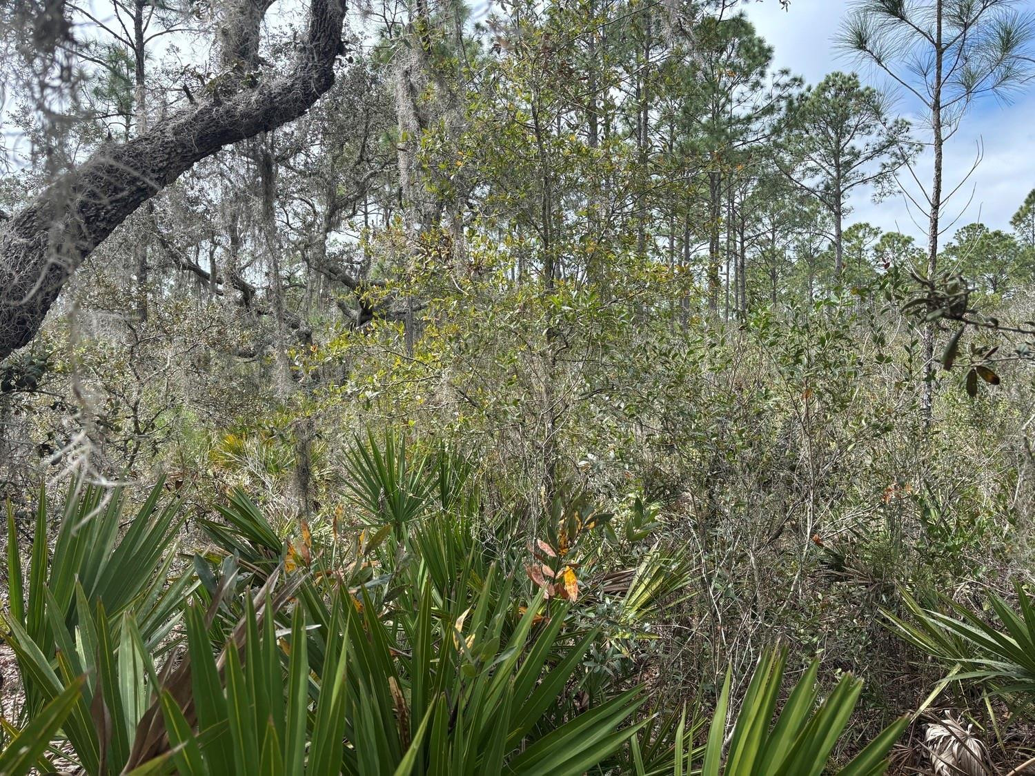 Opp192 Orlando Pines - Land