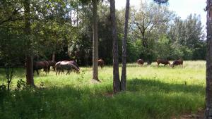 LOXAHATCHEE GROVES - Land