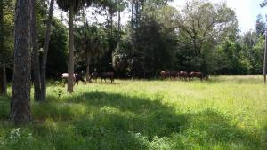 LOXAHATCHEE GROVES - Land