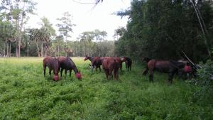 LOXAHATCHEE GROVES - Land