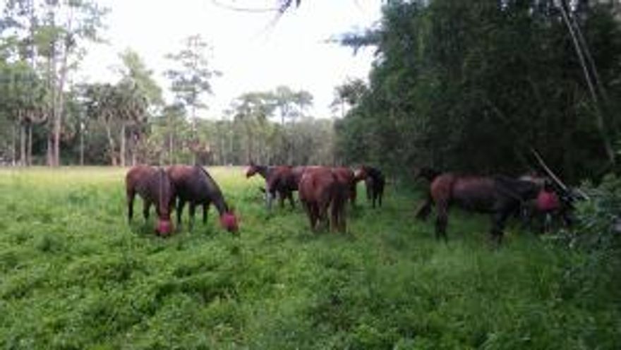The nicest 5 acres property on the market South of Okeechobee Blvd  and minutes from Wellington. Cleared, fenced (needs repairs) and electric. This property is priced to sell ($66,000 per acre) and will not last long.

Close to equestrian showgrounds, shopping, major roads, Palms West Hospital and Palm Beach Airport. 
Great location. Only 10 minutes from WEF and 1.6 miles from Binks Forest and the future Publix and Palm Beach College (Southern and B Road)