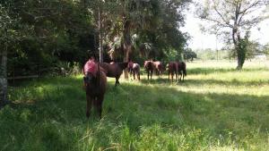 LOXAHATCHEE GROVES - Land