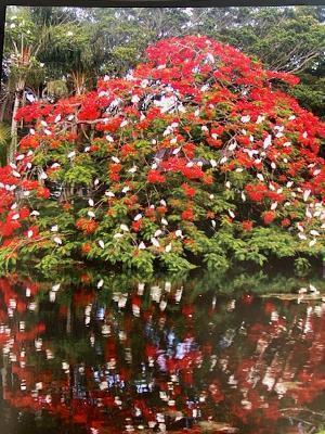 BANYAN SPRINGS - Residential Lease