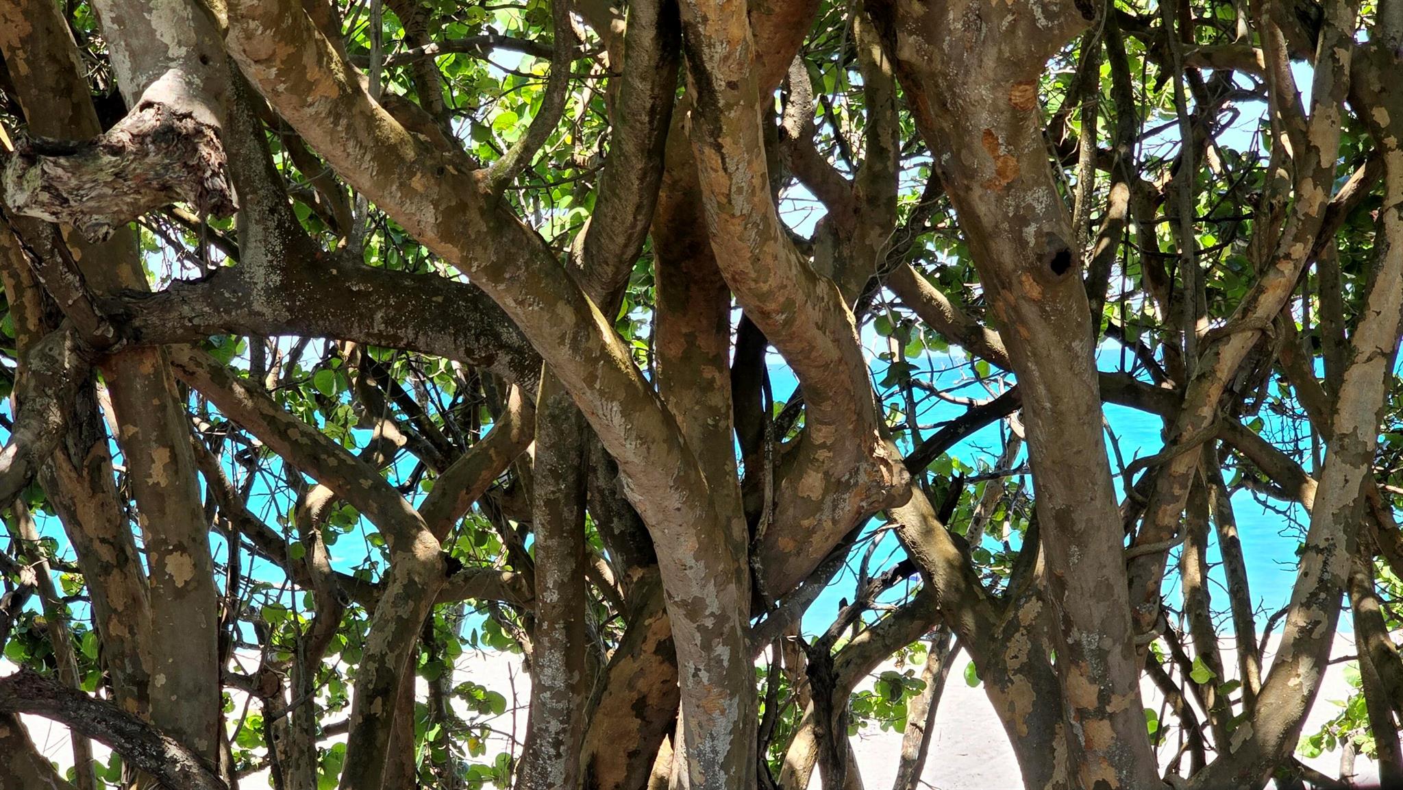 OCEAN WALK PLACE PH II - Residential