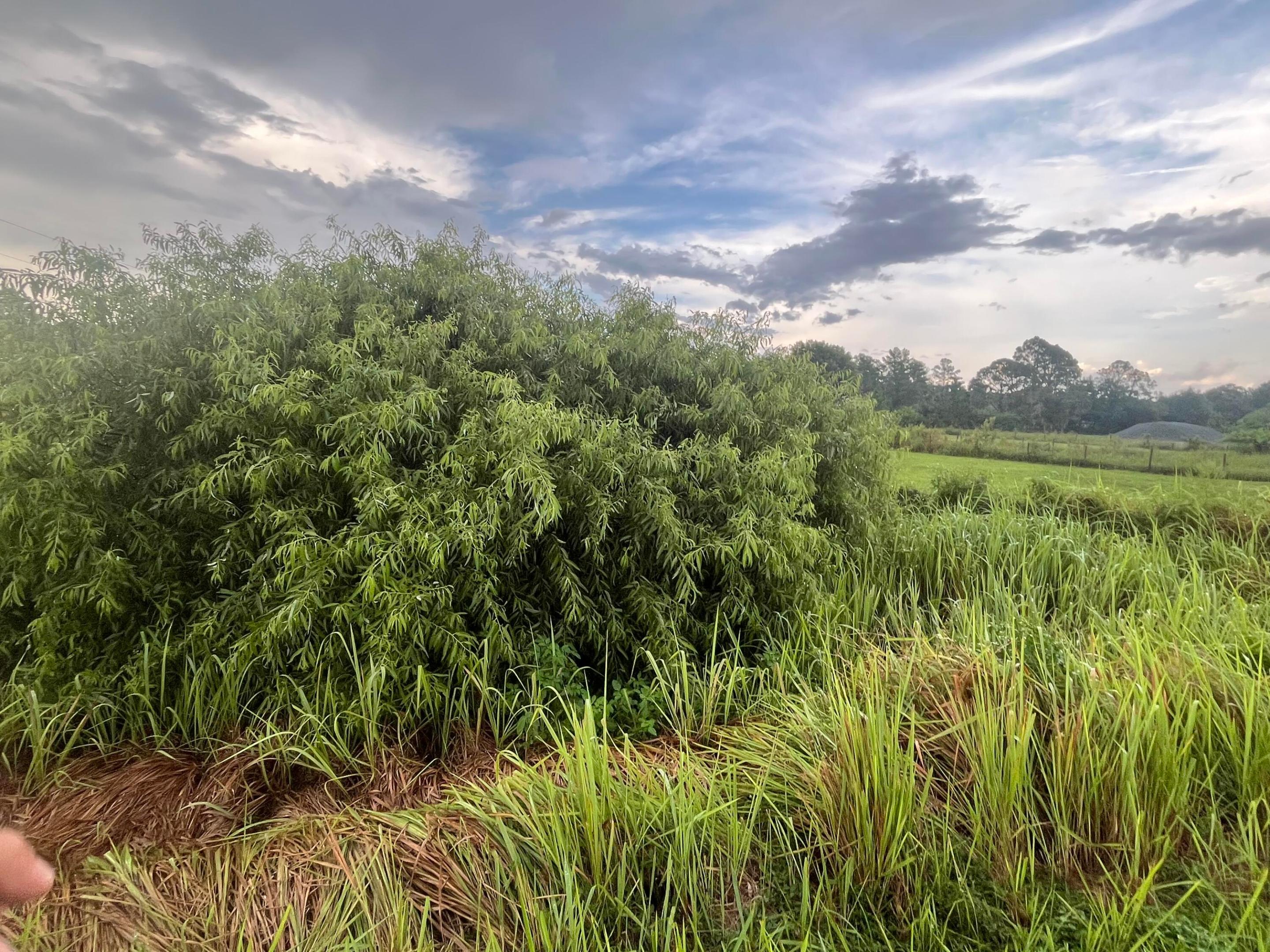 CENTRAL ACRES SECTION 1 - Land