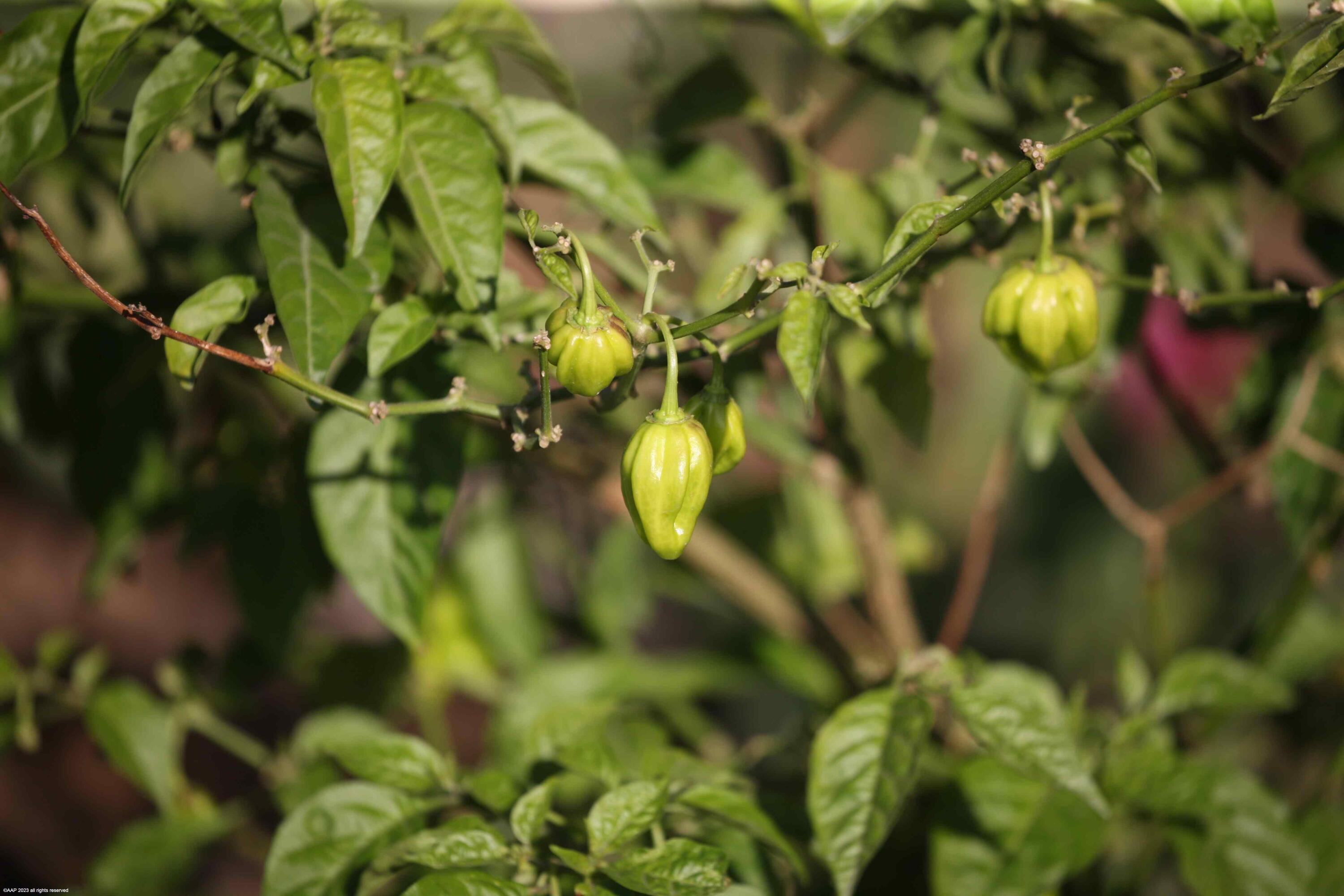 SADDLE TRAIL PARK OF WELL - Residential