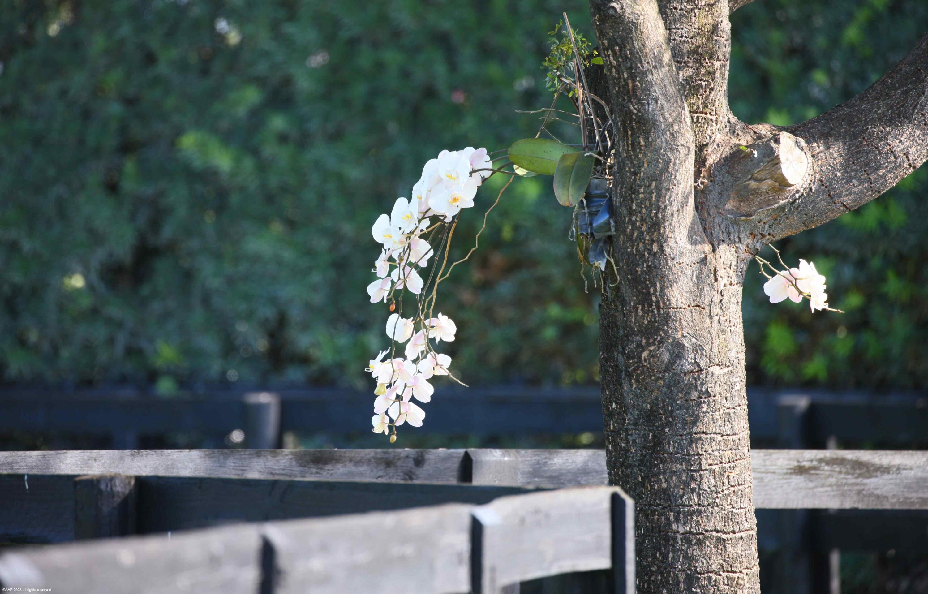 SADDLE TRAIL PARK OF WELL - Residential
