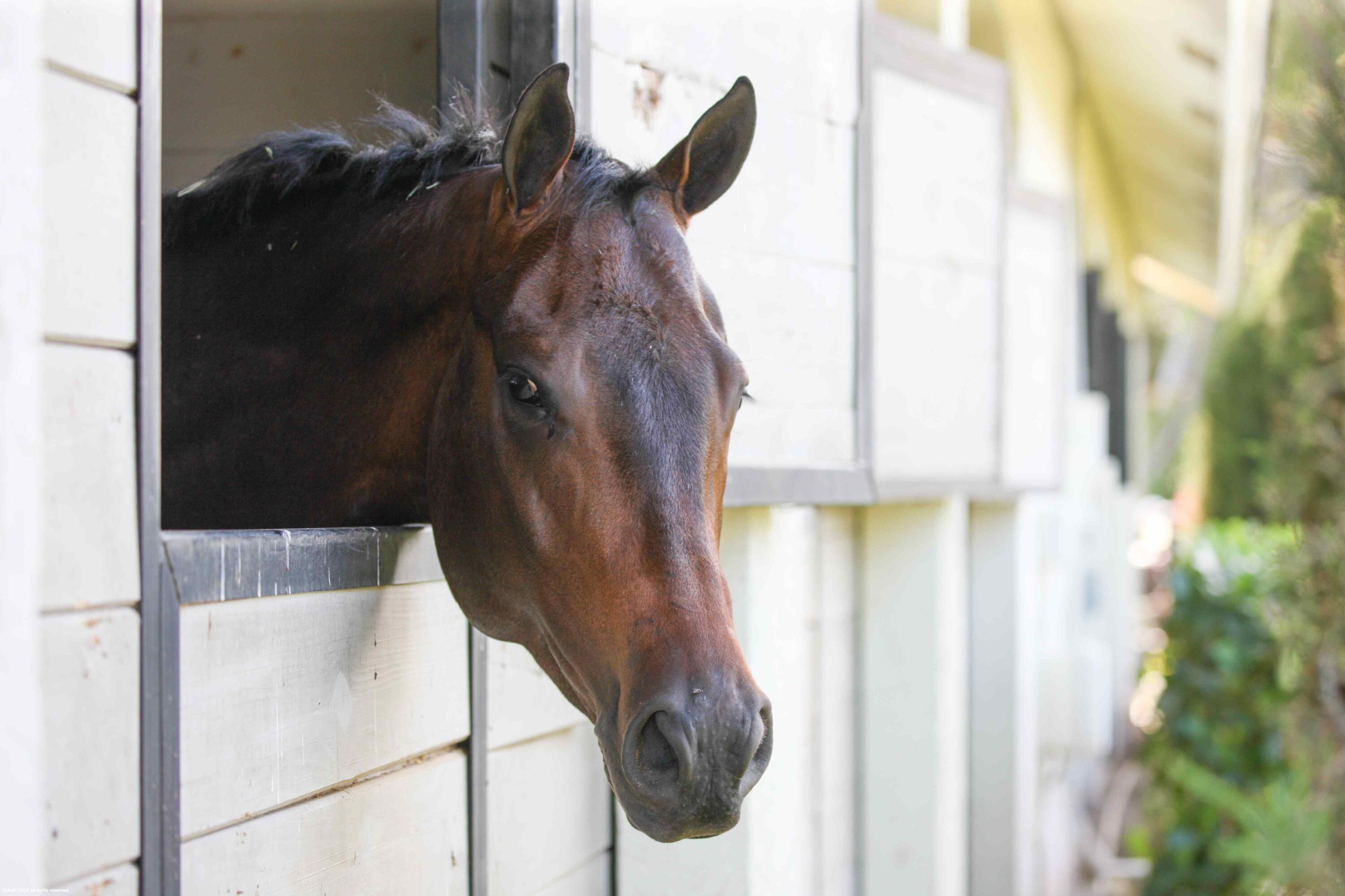 SADDLE TRAIL PARK OF WELL - Residential