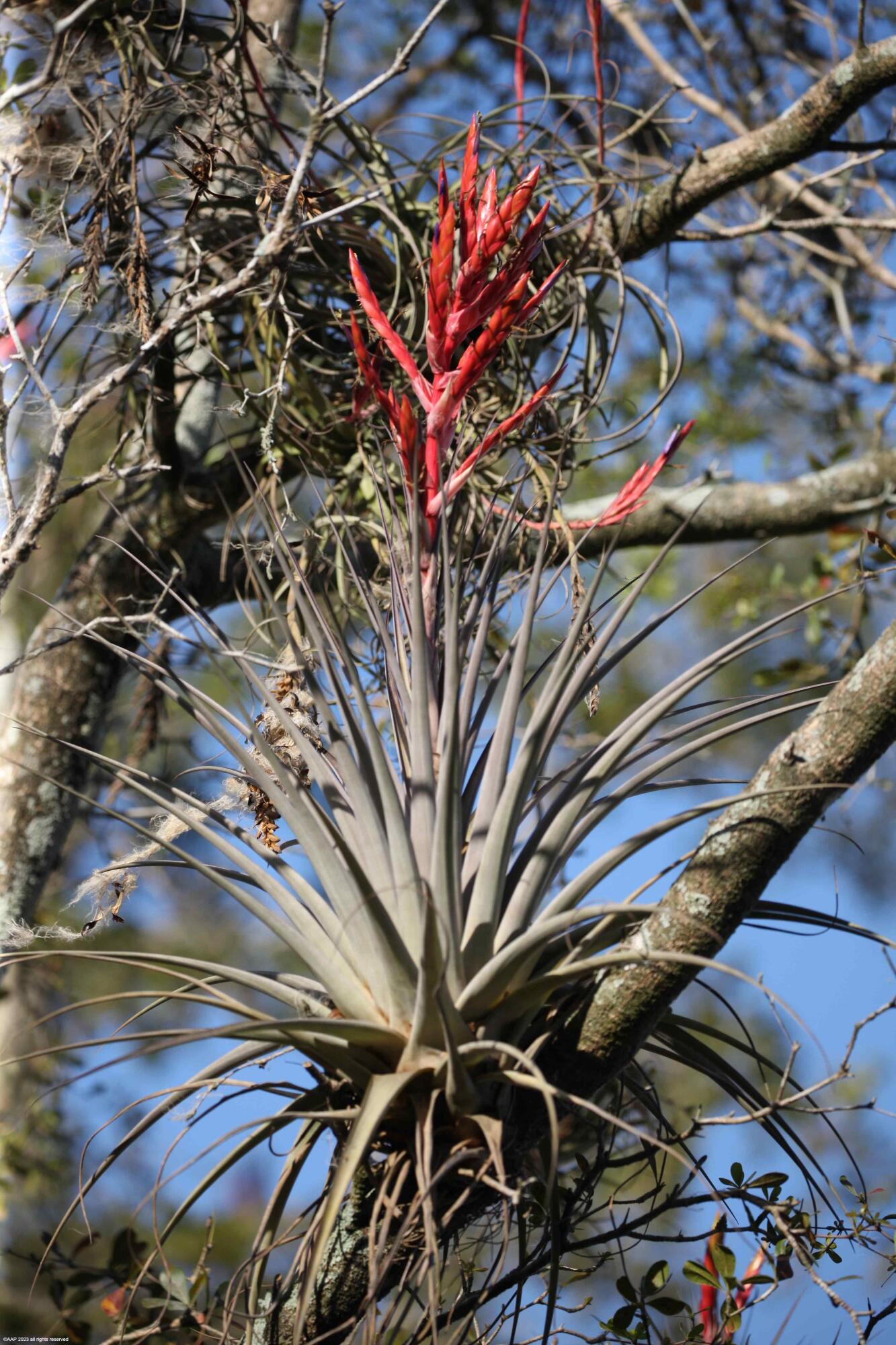 SADDLE TRAIL PARK OF WELL - Residential