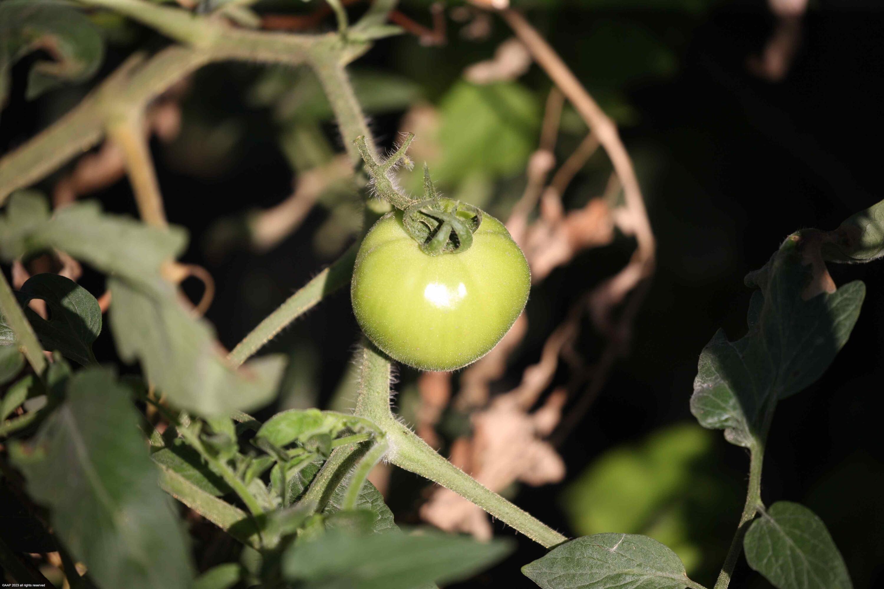 SADDLE TRAIL PARK OF WELL - Residential