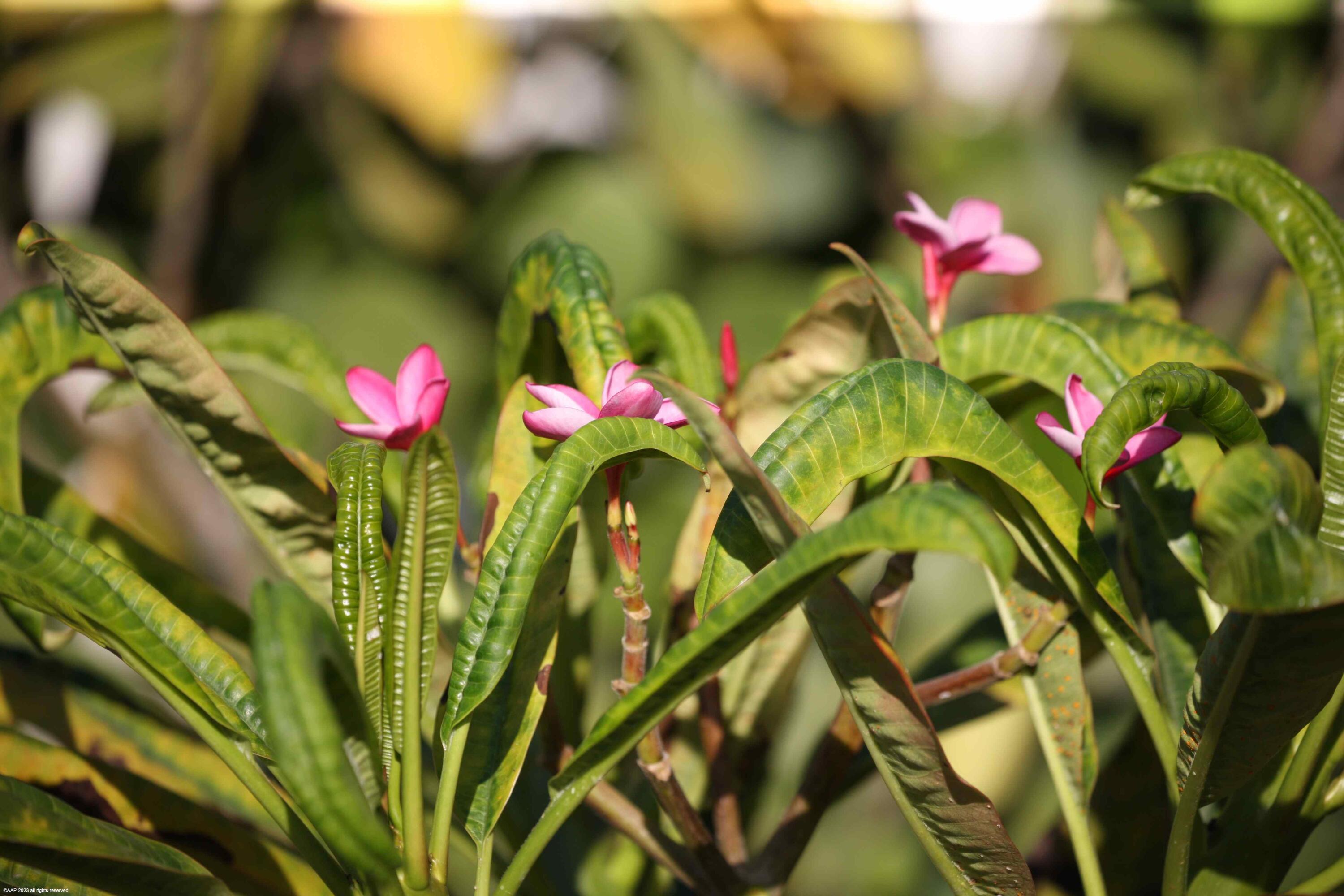 SADDLE TRAIL PARK OF WELL - Residential