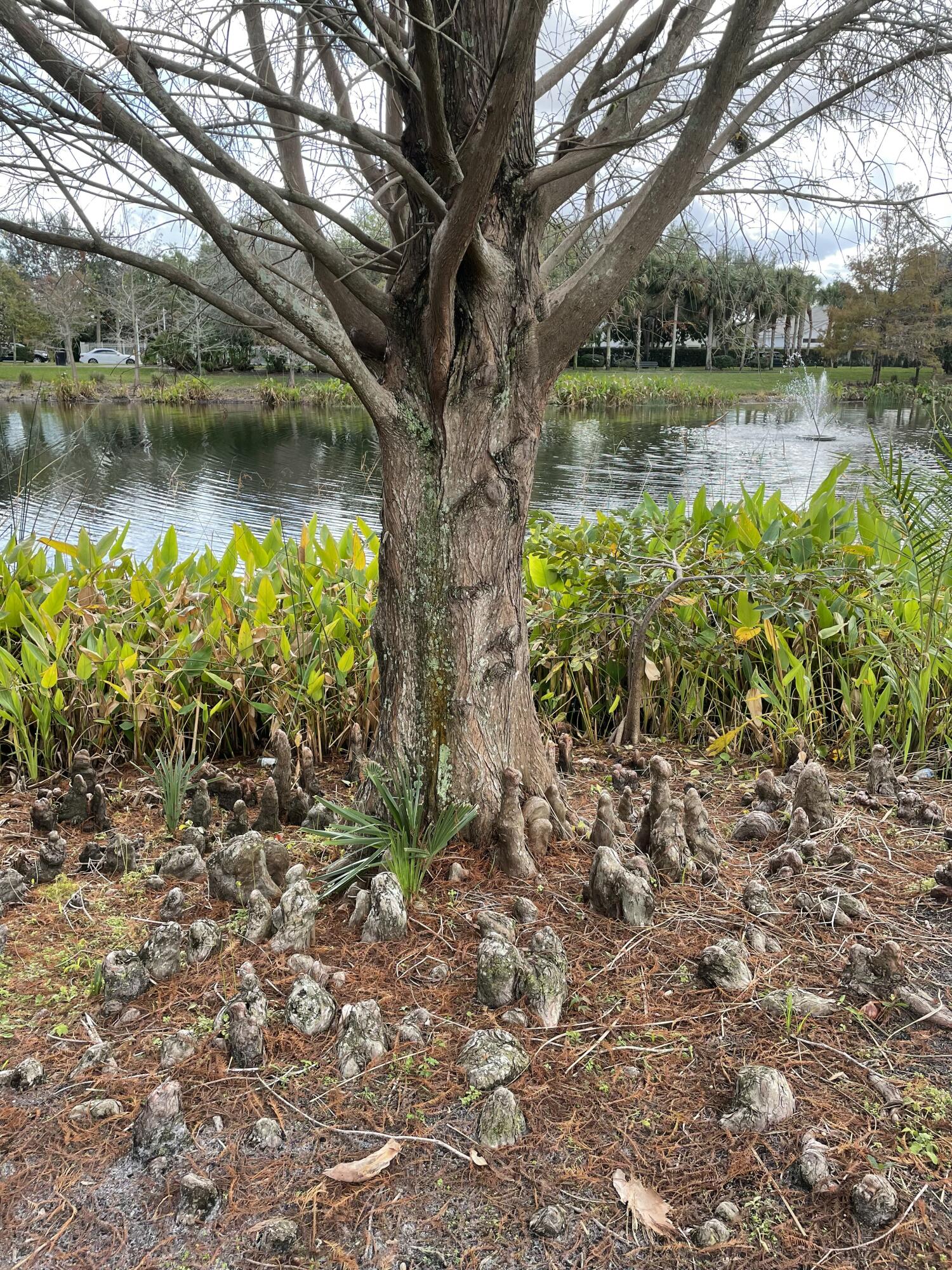 KNOLLWOOD - Residential