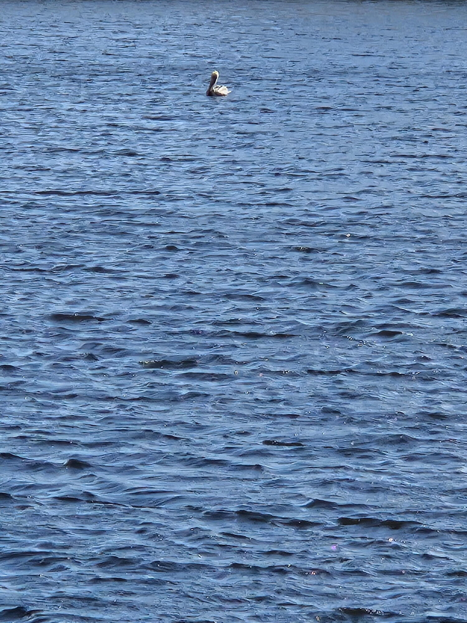 1118 Lake Terrace 116